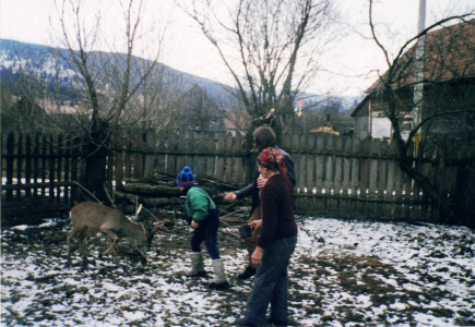 Őzbak etetése Marosfőn